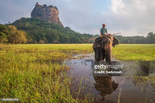 mahout in sella al suo elefante, sigiriya rock sullo sfondo, sri lanka - sigiriya foto e immagini stock