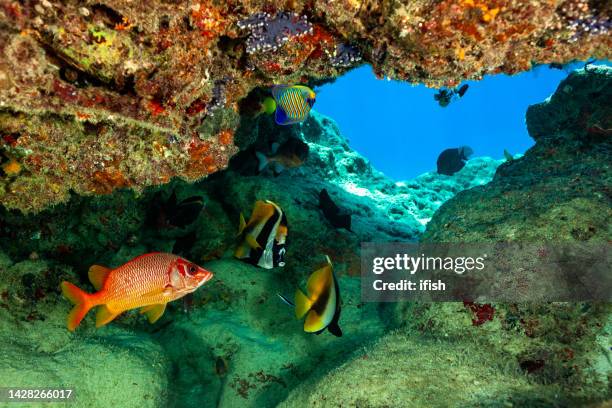 tropical fish meeting, colorful biodiversity, palau, micronesia - long jawed squirrel fish stockfoto's en -beelden