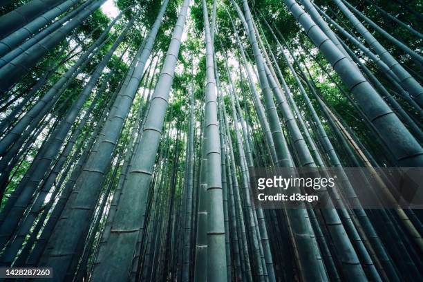 low angle view of the bamboo forest at arashiyama in kyoto, japan. travel and tourism. travel destination. international landmark - bamboo forest stock-fotos und bilder