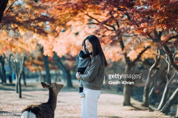 joyful young asian mother embracing little daughter in arms, spending time together and enjoying the beautiful nature scenics under autumn leaves while meeting and talking to a wild deer in the nara park, japan on a beautiful sunny day - 日本　手にもつ　外　仲間 ストックフォトと画像