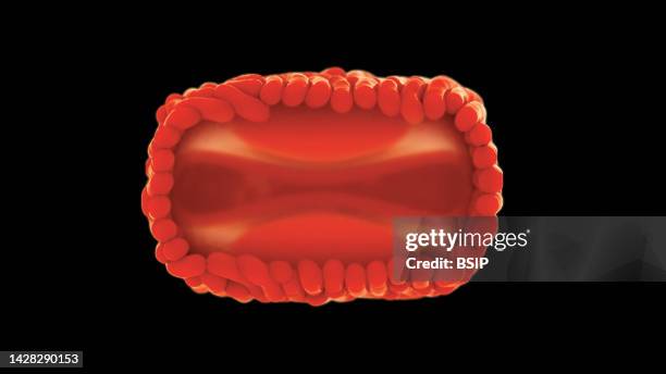 Cut-out view of a single monkeypox virion colored red against a beige background, showing a dumbbell-shaped inner core, containing virus DNA and side...