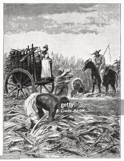 african american slaves on a sugar cane plantation, woodcut, 1885 - colonialism stock illustrations