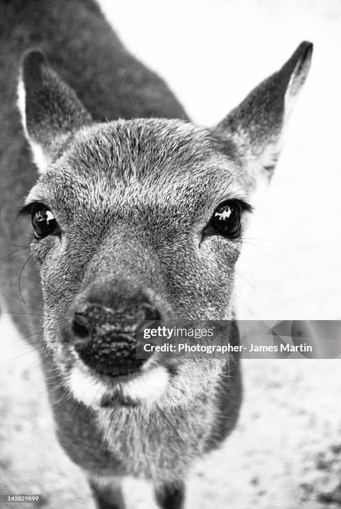 Close up of Deer