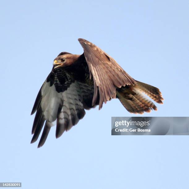 shapeshifting - bird of prey stock pictures, royalty-free photos & images