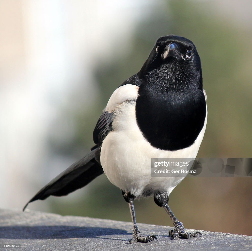 Common magpie