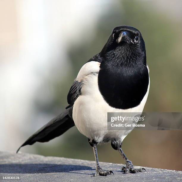 common magpie - ekster stockfoto's en -beelden