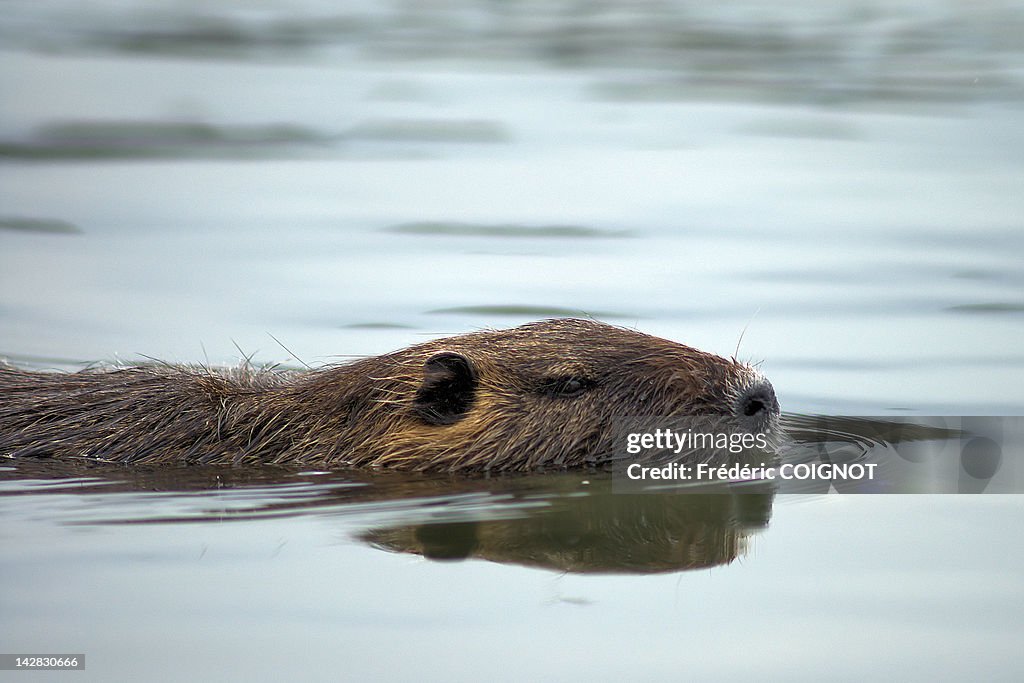 Nutria - Ragondin