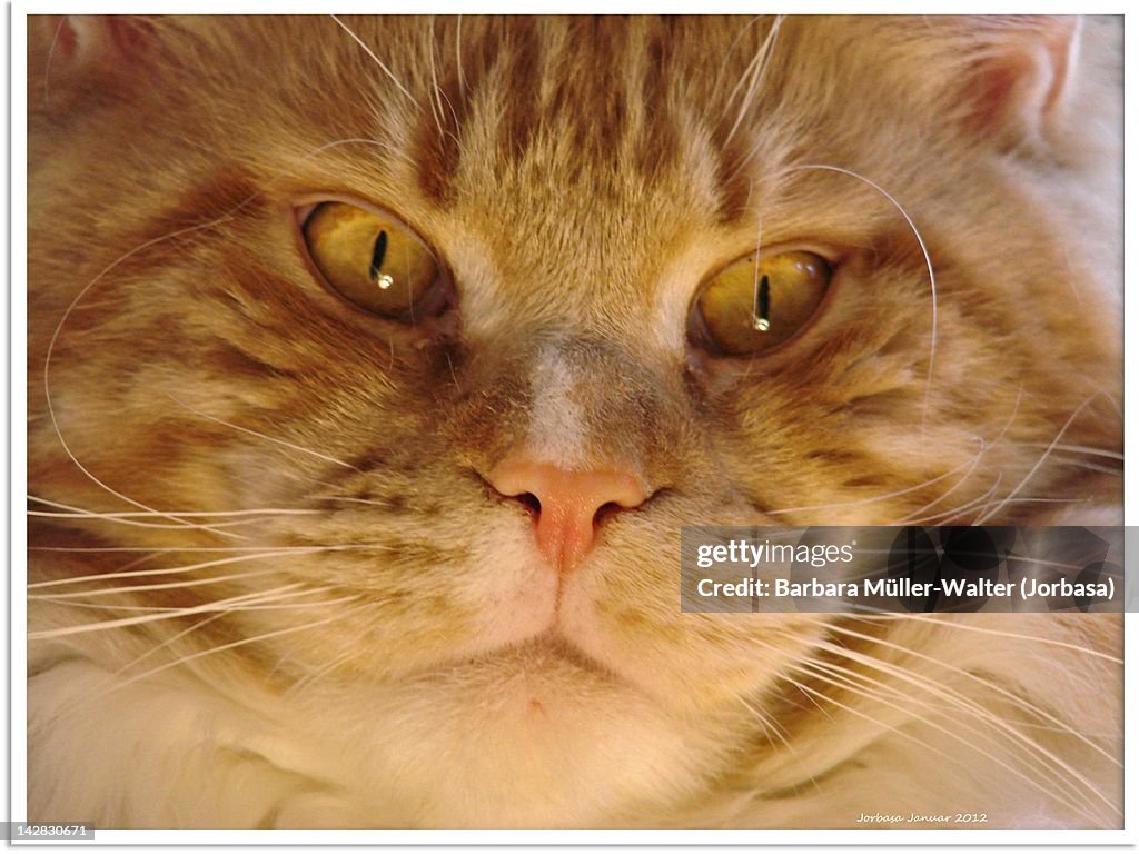 Portrait Maine Coon cat