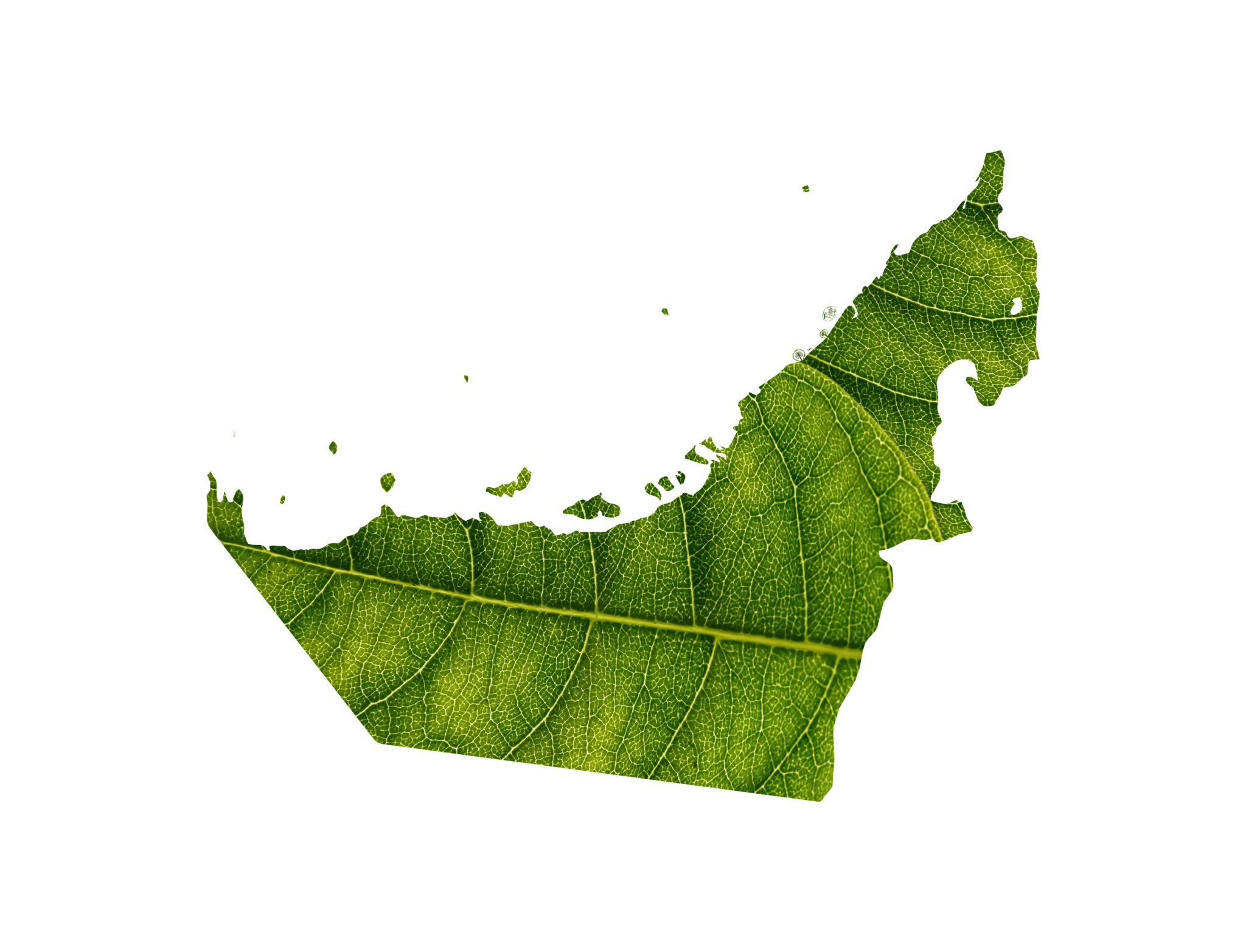 Dubai map made of green leaves on soil background ecology concept Dubai map made of green leaves on soil background ecology concept
