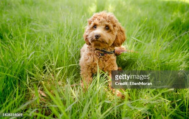 cute dog in the grass - cavoodle stockfoto's en -beelden