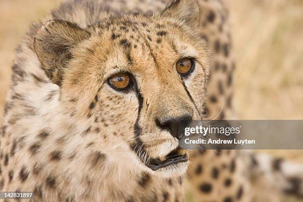 Portrait Of Cheetah High-Res Stock Photo