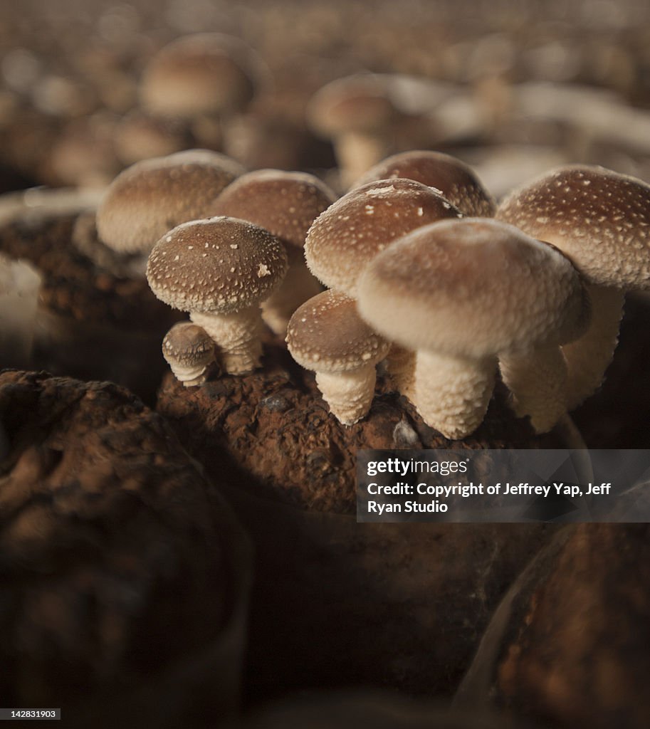 Mushroom farm