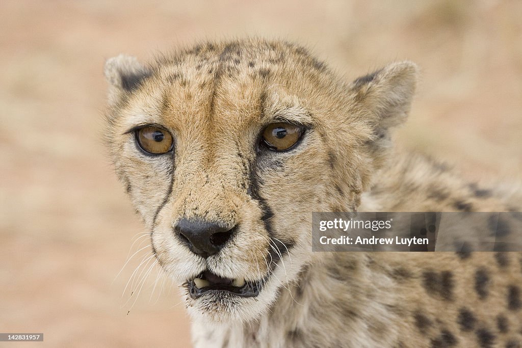 Cheetah