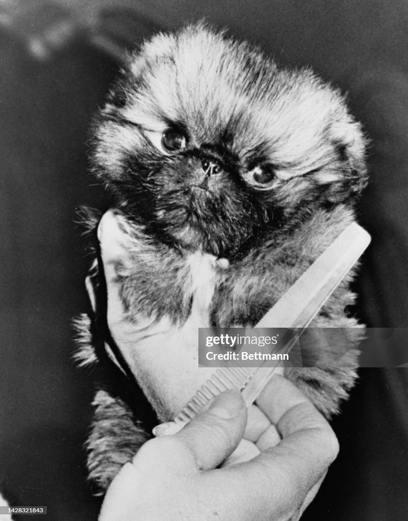 Taking a Peke