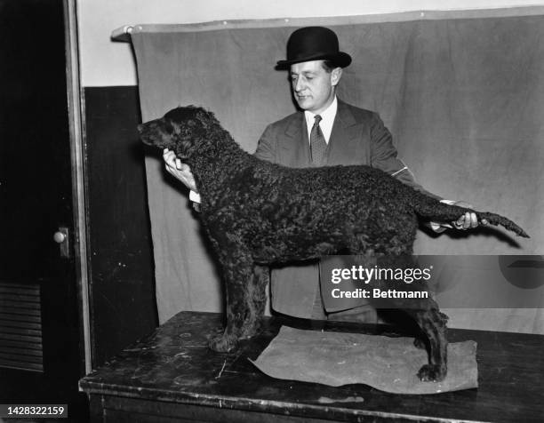 Mr J Gould Hamick with his Curly-coated Retriever, Dennington Mayfly of Marvadel, awarded the prize as best breed in the judging at the first day of...