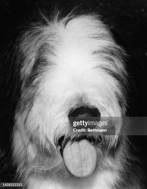 Lord Alfred, a bearded Collie, winner in the Mid Island Kennel Club dog show at Nassau Coliseum, New York, US, 10th February 1980.