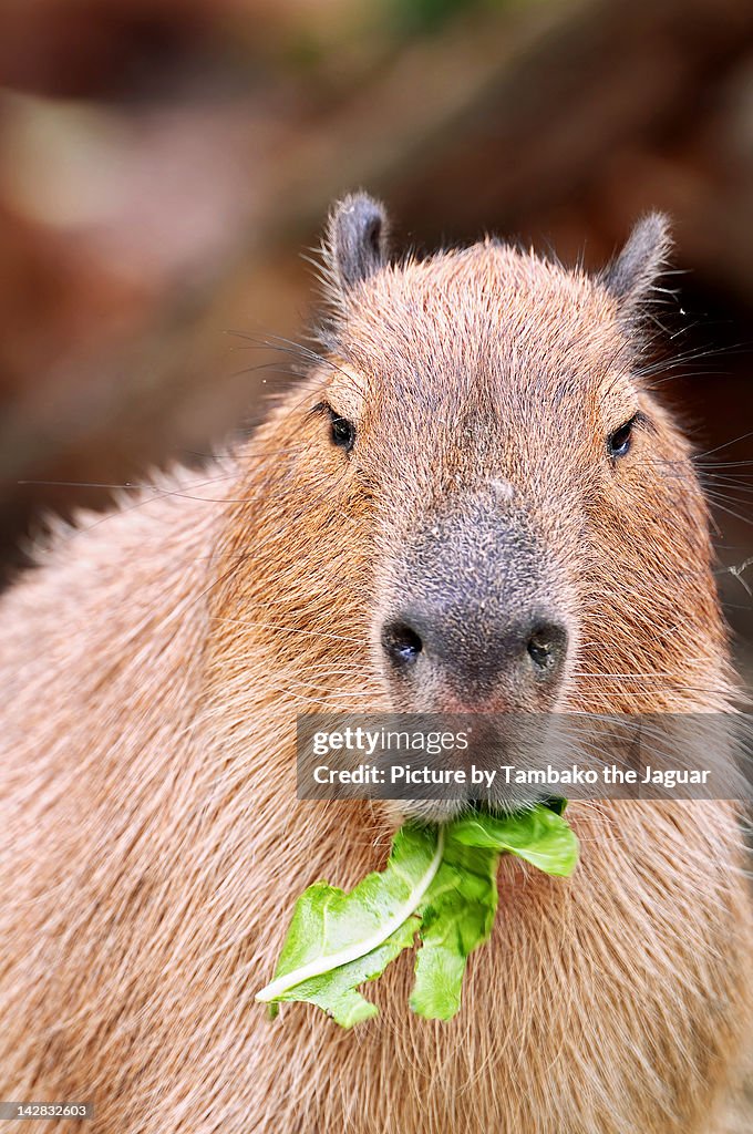 Capybara eating salad