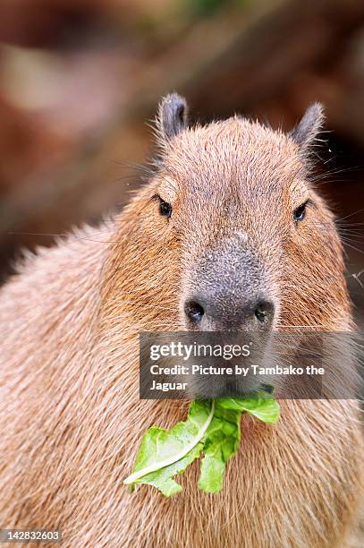 capybara eating salad - capybara 個照片及圖片檔