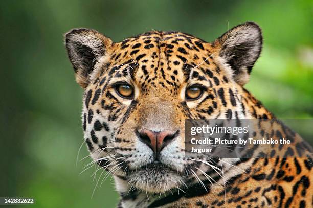 jaguaress looking at camera - gepard stock-fotos und bilder