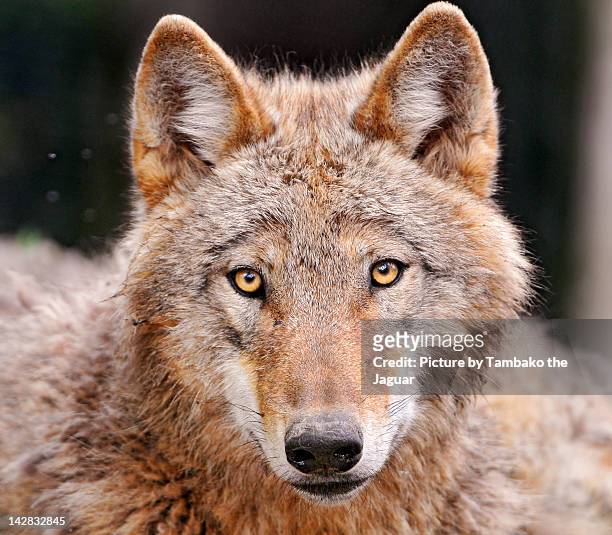 wolf looking at camera - vildhund bildbanksfoton och bilder