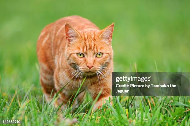 young orange tomcat stalking in grass - amarelo-avermelhado-claro - fotografias e filmes do acervo