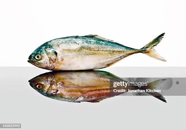 pollock fish - jonathan pollack stock pictures, royalty-free photos & images