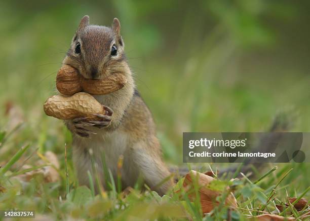 peanut - squirrel imagens e fotografias de stock