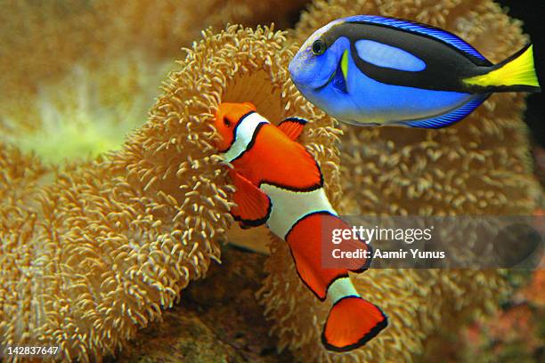 clownfish and regal tang - pesce chirurgo foto e immagini stock
