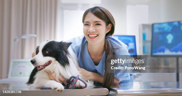 veterinarian checking the dog - medical scrubs texture stock pictures, royalty-free photos & images