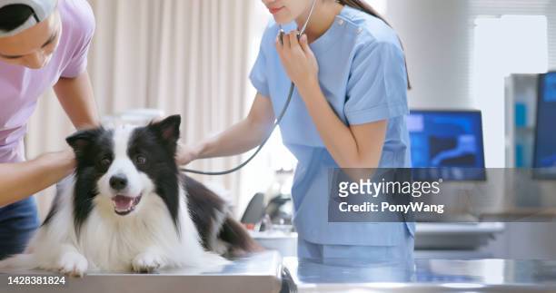 vet check dog with stethoscope - veterinario imagens e fotografias de stock