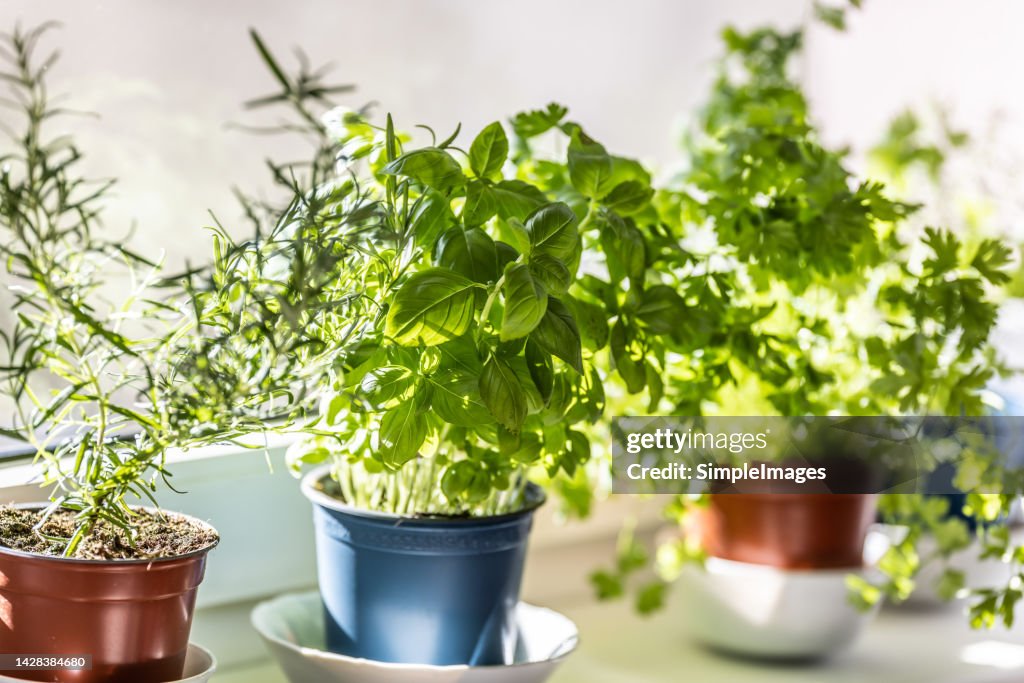 Fresh green herbs, basil, rosemary and coriander in pots placed on a window frame.