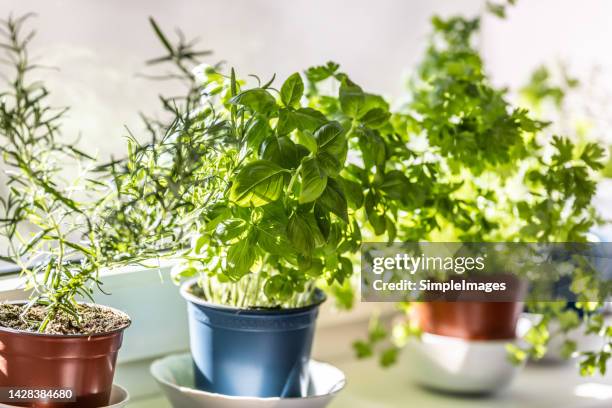 fresh green herbs, basil, rosemary and coriander in pots placed on a window frame. - herbs stock pictures, royalty-free photos & images