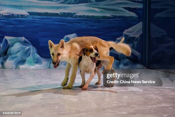 The world's first cloned arctic wolf named Maya and its surrogate mother, a beagle, are seen at Harbin Polarland on September 28, 2022 in Harbin,...