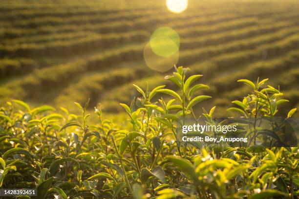 fresh tea leaves growing in plantation. - green tea plantation leaves stock-fotos und bilder