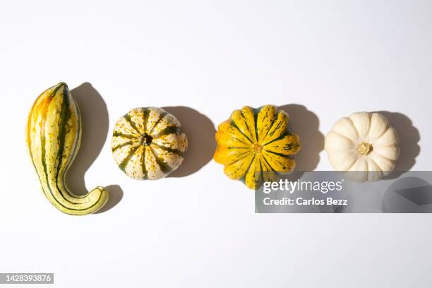 gourds aligned on a white background - variety stock-fotos und bilder