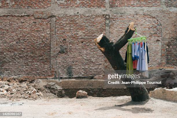urban lifestyle - drying clothes in a backstreet, over the remains of a tree - adaptable fotografías e imágenes de stock
