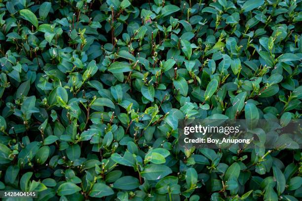 full frame shot of tea leaves growing in plantation field. - camellia bush stock-fotos und bilder