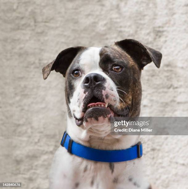 american bulldog with a blue collar - pet collar 個照片及圖片檔