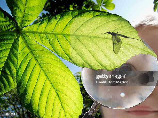 Magnifying Small Insects 1,221 Insect Magnifying Glass Stock Photos, High-Res Pictures, and ...