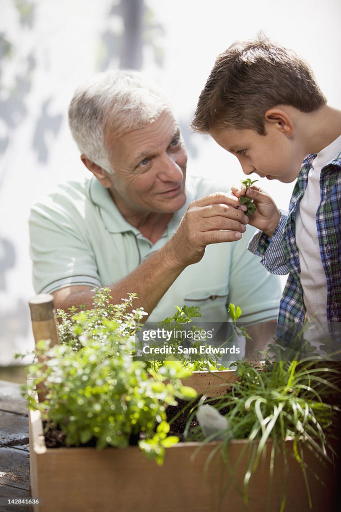 Older man and grandson gardening together