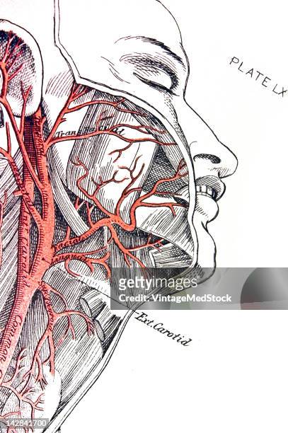 Medical drawing from 'A System of Human Anatomy Including its Medical and Surgical Relations' illustrates the cardiovascular system of the human...