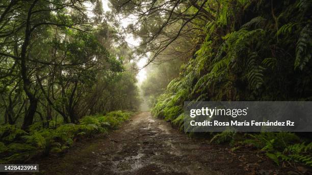 footpath through laurel forest, anaga rural park, tenerife, canary islands, spain - luchtvochtigheid stockfoto's en -beelden