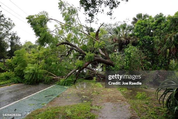 Downed tree covers the road after being toppled by the winds and rain from Hurricane Ian on September 28, 2022 in Sarasota, Florida. Ian is hitting...