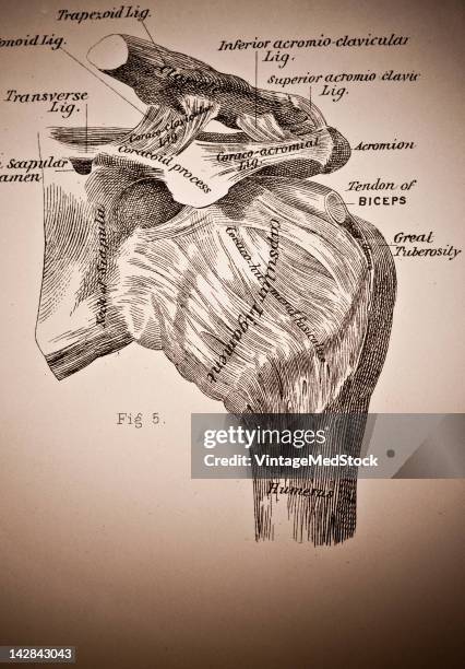 Joint Draw 12,805 Human Joint Anatomy Stock Photos, High-Res Pictures, and Images ...