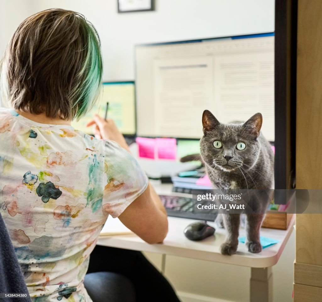 Cat on desk with woman working on computer at home office