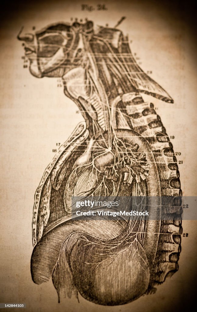 Anatomy Of The Torso