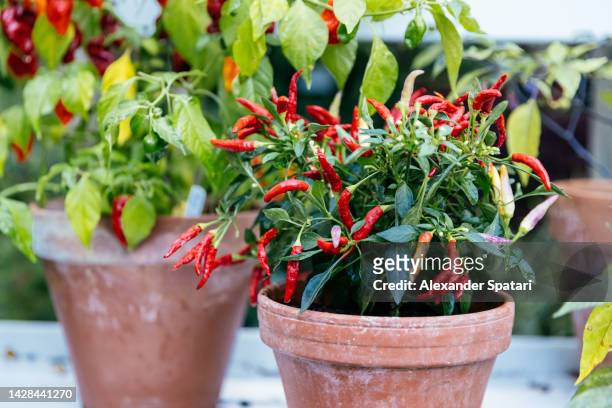 red cilli peppers growing in flower pot close-up - chilli stock pictures, royalty-free photos & images