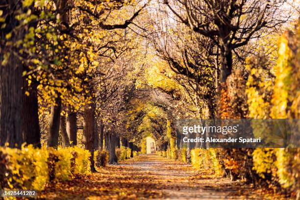 schönbrunner schlosspark (park of schonbrunn) in autumn colors, vienna, austria - schonbrunn palace stock pictures, royalty-free photos & images