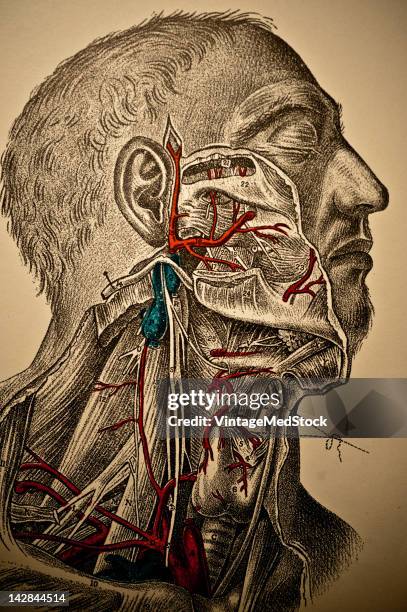 Medical lithograph from 'A System of Human Anatomy Including its Medical and Surgical Relations' illustrates the muscular and cardiovascular systems...