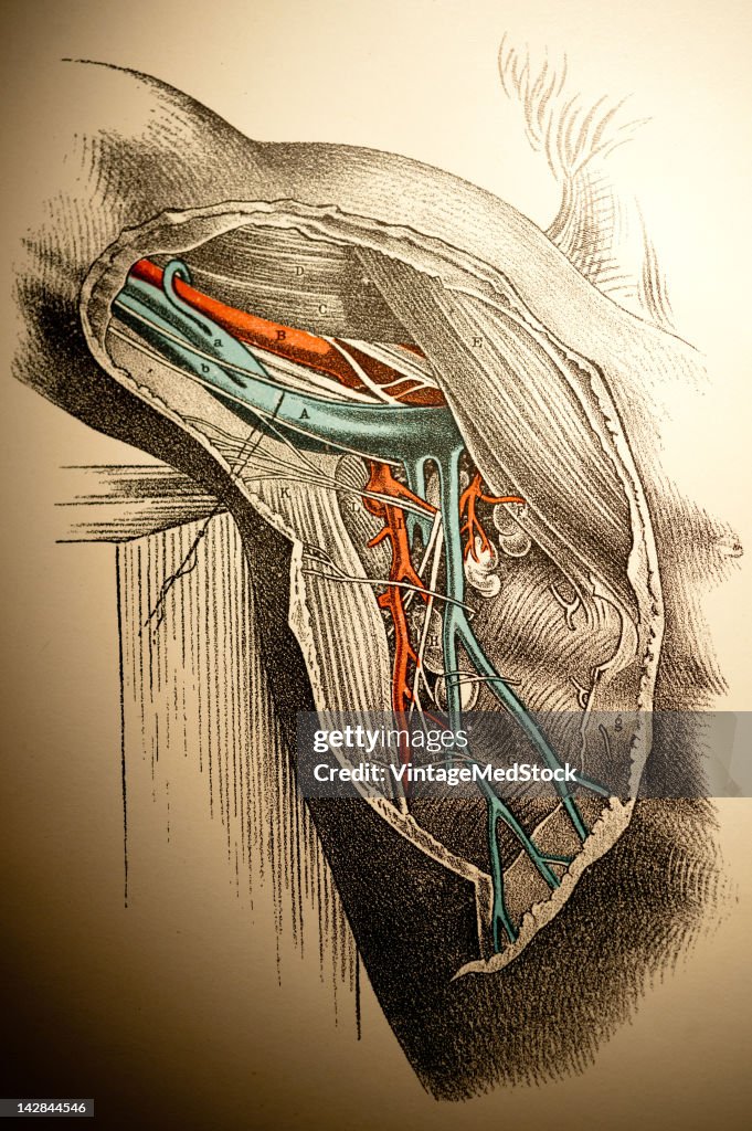 Shoulder Joint